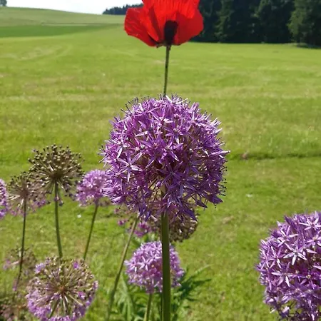 Wirt In Der Spoeck * Neukirchen an der Vöckla